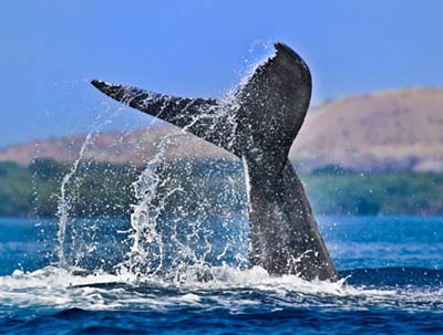 Iceland begins 2009 whaling season