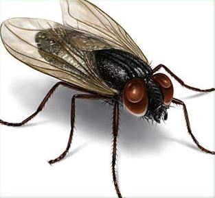  Beware criminals: A spy housefly may be watching you