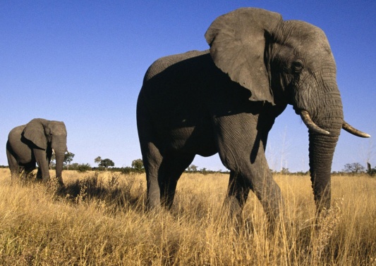 African-Elephant-Death-Toll-Rises
