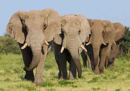 African-elephants