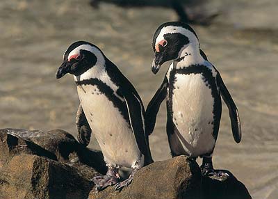African Penguins African Penguins