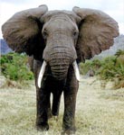 African Elephant