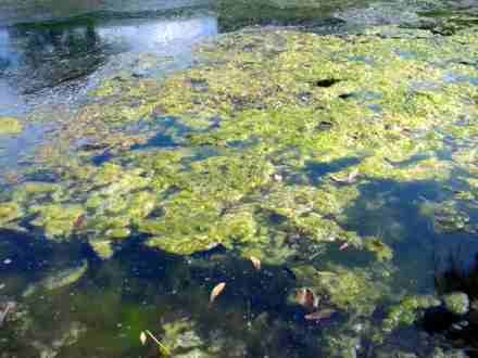Algae may become the biofuel of the future