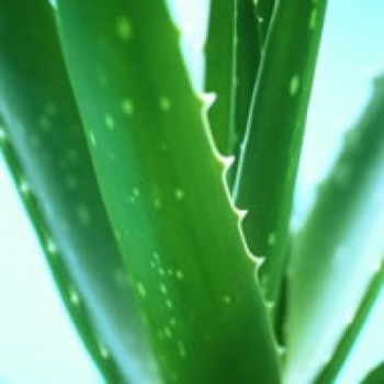 Aloe-Vera3.jpg