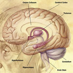 Alzheimer's Disease