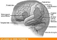 Diabetes, hypertension can accelerate death in Alzheimer’s patients