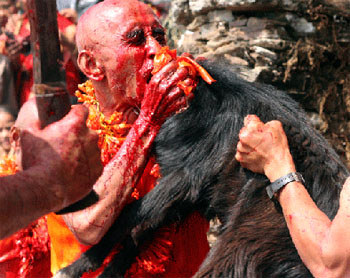 Despite protests, Nepal to host world’s largest animal sacrifice fair