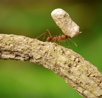 Future robots to mimic ant's weight-lifting ability