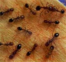 Young fire ants play dead for survival