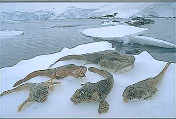 Antarctic Fish