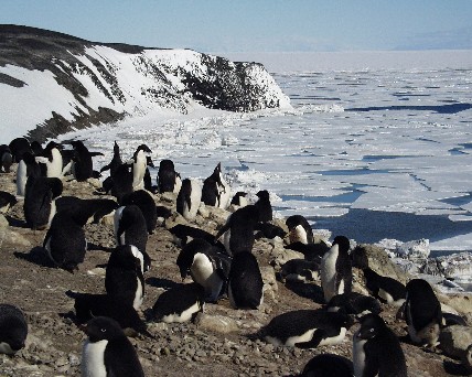 Penguins blamed for accumulation of arsenic in Antarctica soil