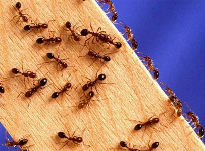 Queenless army ants join neighboring colonies to survive