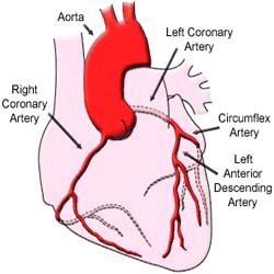 Growing New Arteries Could Treat Heart Problems