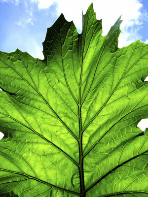  ''''Artificial leaf'''' that may help generate clean power on the anvil