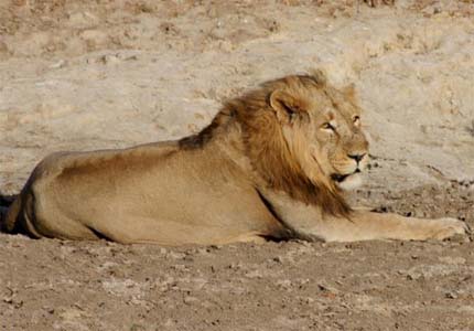 Zoo-bred Asiatic lions for Madhya Pradesh jungles?