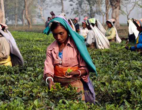 Assam-tea-growers