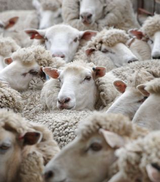 Remaining Australian sheep to be culled in Pakistan
