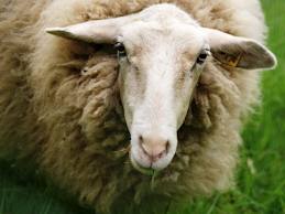 Pakistan court halts culling of sick Australian sheep