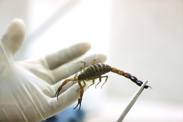 Australian-scorpion-venom