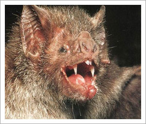 Ugly bats use mighty jaws to tear tough hides
