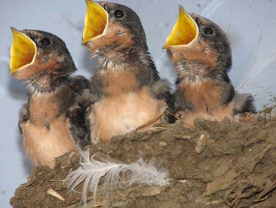 Baby birds can do arithmetic