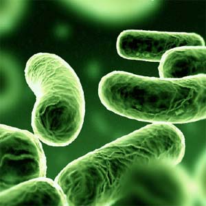 Lifeguards in Hollywood warn against high levels of Bacteria