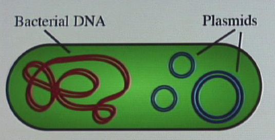 dna of bacteria