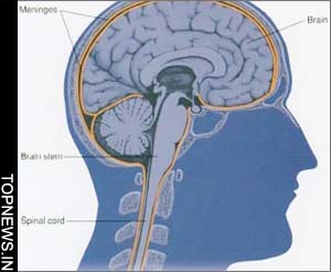 Researchers Found Key To Bacterial Meningitis!