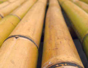 Bamboo opens new avenues of livelihood for tribals in Tamil Nadu