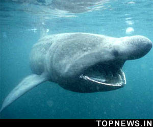 Giant basking sharks take tropical vacations