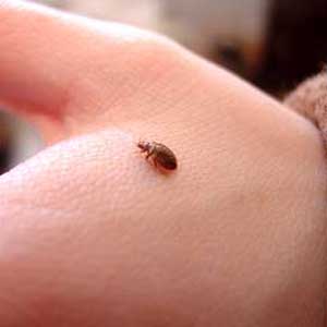 Medieval misery as bed bugs return