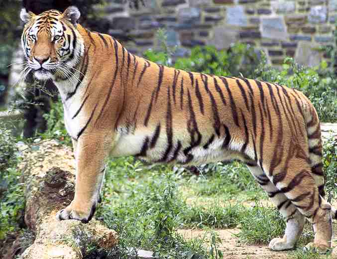 Tigers attack animal trainer 