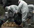 4 Culling Members Fall Ill In ‘Malda’ 