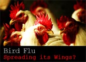 Bird Flu