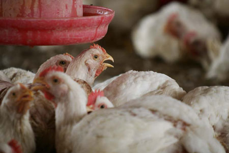 Woman dies from Bird Flu in Indonesia