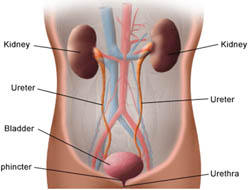 Gene that raises bladder cancer risk identified