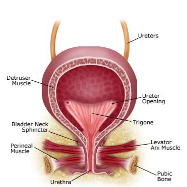 Scientists Develop New Test For Bladder Cancer Diagnosis