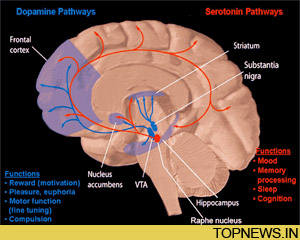 Boffins identify brain region that predicts people's choices