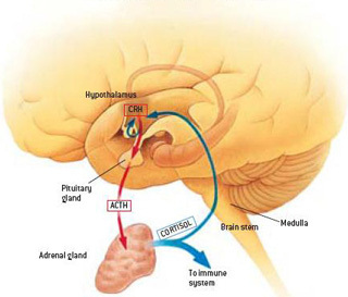 Brain and Hormone