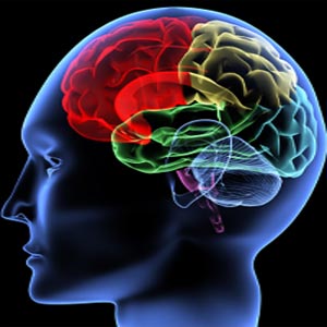 Brain’s ‘wisdom centre’ found