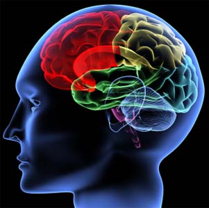 Brain Functioning Adversely Affected By Childhood Malnutrition