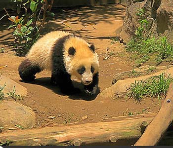Rare brown panda cub discovered in China