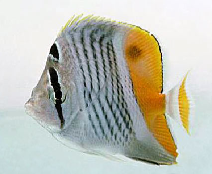 Butterflyfish facing the risk of extinction