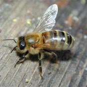 Plants Are Protected From Other Insects By The Buzzing Bees