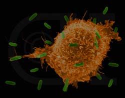 ''Self-seeding'' of cancer cells may pave way for new therapies