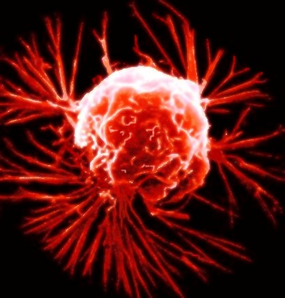 Scientists identify human body''s natural defenses against cancer
