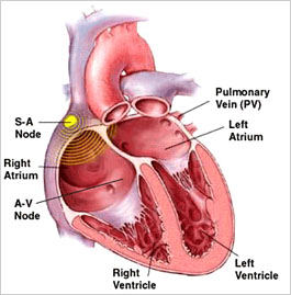 Scientists find new genetic link between cardiac arrhythmias and thyroid dysfunction
