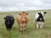 Cattle have magnetic sense of direction, Google Earth proves