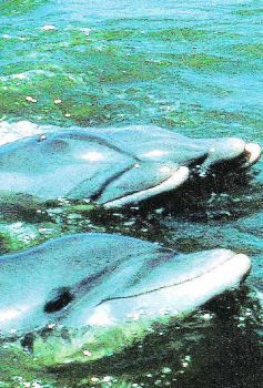 Dolphins find a home in Chambal sanctuary