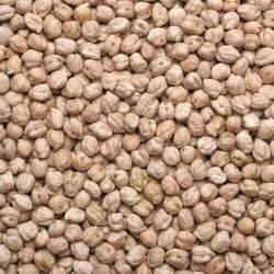 Commodity Trading Tips for Chana by Kedia Commodity